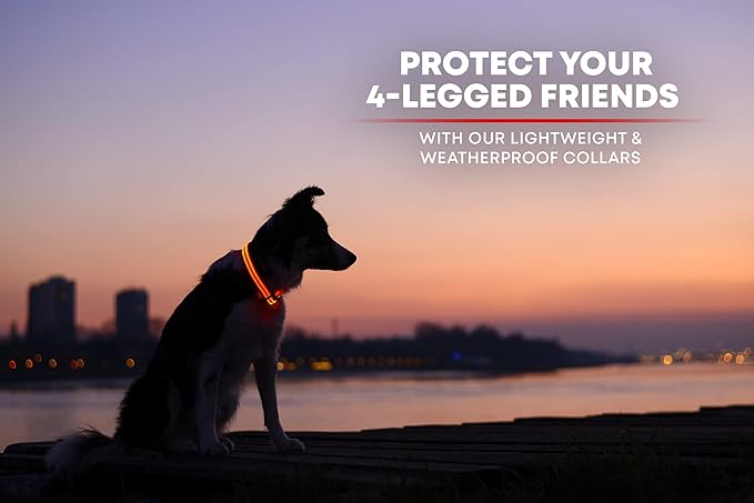 ILLUMISEEN LED Dog Collar USB Rechargeable - Bright & High Visibility Lighted Glow Collar for Pet Night Walking - Weatherproof, in 6 Colors & 6 Sizes (Orange Small)