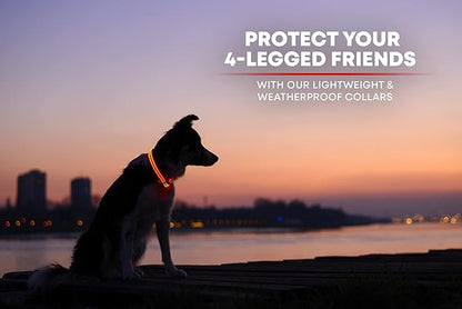 ILLUMISEEN LED Dog Collar USB Rechargeable - Bright & High Visibility Lighted Glow Collar for Pet Night Walking - Weatherproof, in 6 Colors & 6 Sizes (Orange Small)