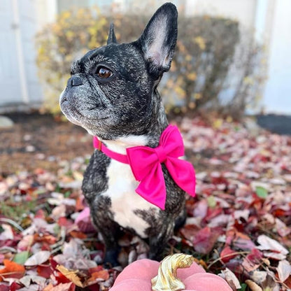 Maca Bates Hot Pink Dog Collar with Cute Rose Red Solid Sailor Bow Tie,Small Girl Boy Dogs,Girly Adjustbale Durable Breakaway Soft Collars with Bowtie for Female Male Puppy,Pet with Metal Buckle