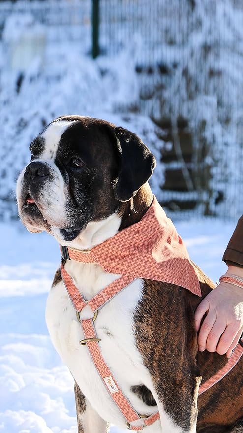 Pettsie Dog Bandana Collar with Matching Friendship Bracelet – Adjustable, Durable Hemp & Soft Cotton, Stylish & Comfortable Pet Bandana, Designed for Dog Lovers, Small, Orange